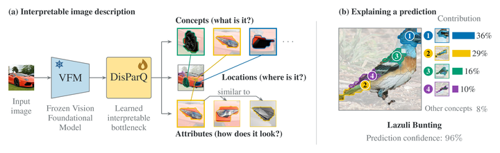 DisParQ: Self-Supervised Part Concepts for Interpretable Vision Foundation Models